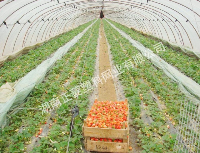 湖南岳陽(yáng)市草莓園防蟲網(wǎng)案例