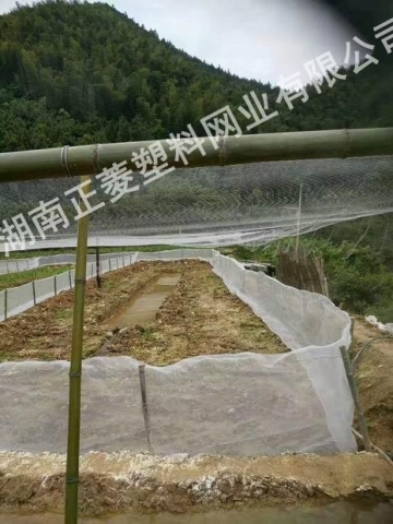 湖南岳陽(yáng)泥鰍基地防鳥網(wǎng)案例
